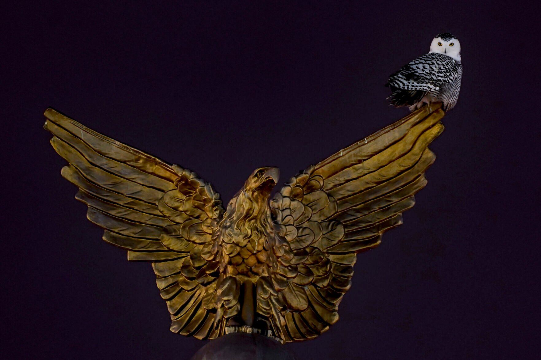 APTOPIX Snowy Owl Washington Monuments